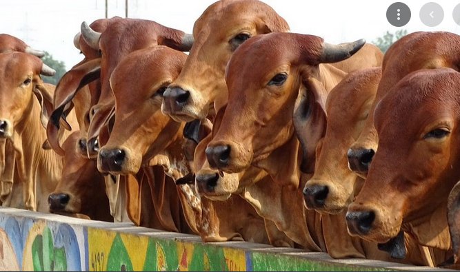 गौशालाओं में पानी-बिजली समस्या का निवारण करेंगे जिले के सक्षम अधिकारी