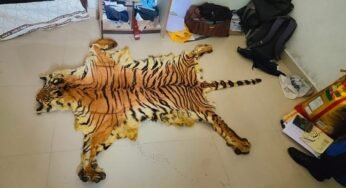 गरियाबंद : बाघ के खाल के साथ 7 आरोपी गिरफ्तार