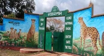 कूनो राष्ट्रीय उद्यान: रेडियो कॉलर संक्रमण से दो और चीतों की हालत गंभीर