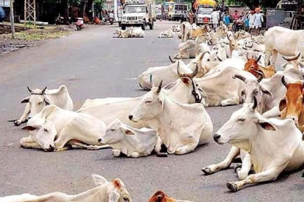 नगरीय निकायों को आवारा पशुओं पर नियंत्रण के निर्देश जारी