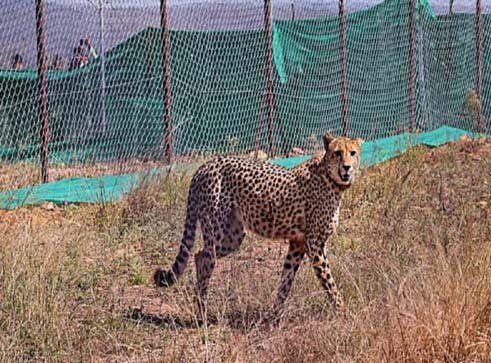 वन्य प्राणी चिकित्सक एवं विशेषज्ञ द्वारा चीतों का स्वास्थ्य परीक्षण
