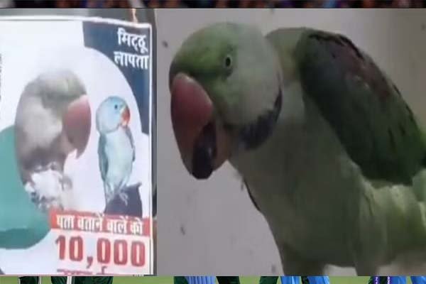 तोते के गम होने पर मालिक ने शहर में लगाए पोस्टर, रखा 10 हजार रुपये इनाम