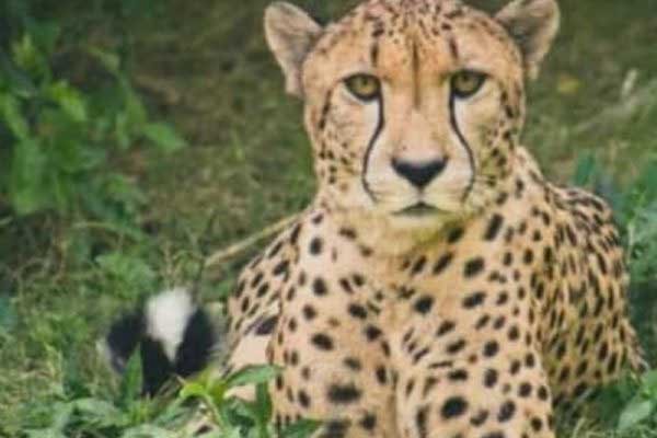 मादा चीता निरवा सफलतापूर्वक केप्चर