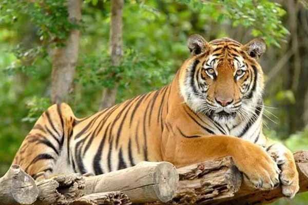 वीरांगना दुर्गावती टाइगर रिजर्व में विभिन्न क्षेत्र अधिसूचित