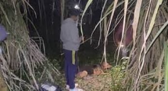 UP : शाही इलाके में 7वीं महिला की हत्या, अब वृद्धा को मार डाला, गन्ने के खेत में मिला शव