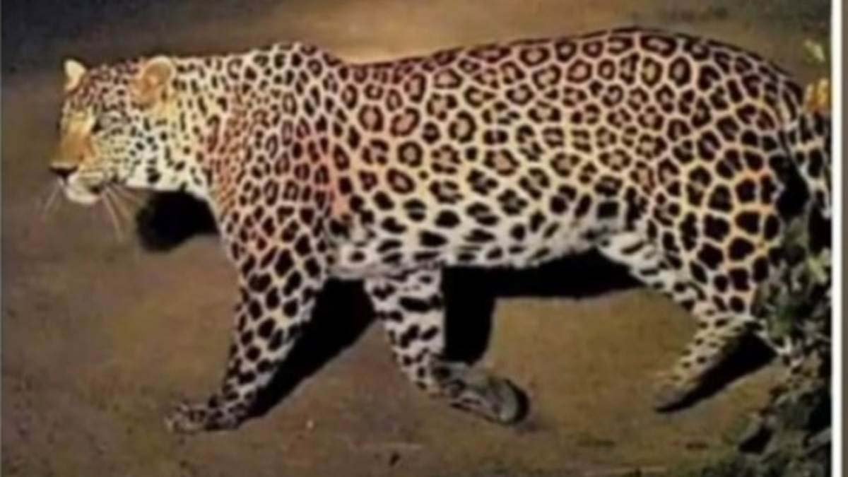रालामंडल का तेंदुआ ही बायपास पर घूम रहा, टाउनशिप में दहशत