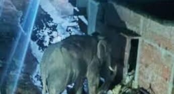 CG : हाथी ने धान खरीदी केंद्र में मचाया उत्पात, चौकीदार और कर्मचारियों ने छुपकर बचाई जान