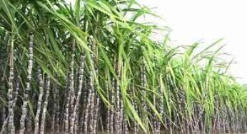 CG : उत्पादन बढ़ाने गन्ना कृषकों को दिया गया प्रशिक्षण