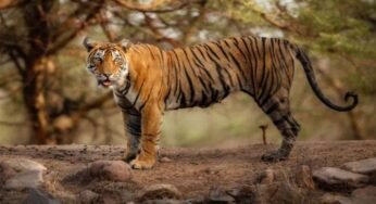 बाघों के शिकार के लिए पेंच टाइगर रिजर्व के कोर क्षेत्र से बफर क्षेत्र में 300 चीतल शिफ्ट किए जाएंगे, मिली अनुमति