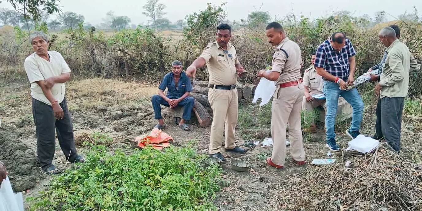 CG : घर पीछे की बाड़ी में किया गांजे की खेती, ग्रामीण गिरफ्तार