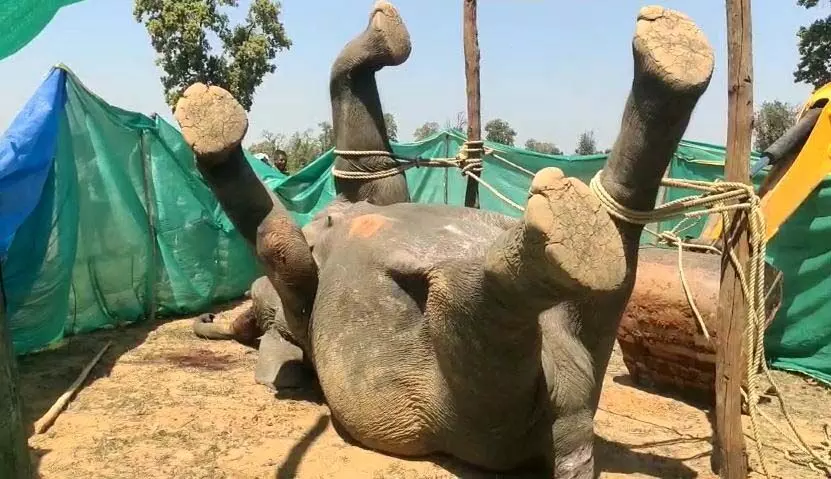 CG : करंट से हाथी की हत्या, वन विभाग की गिरफ्त में एक आरोपी