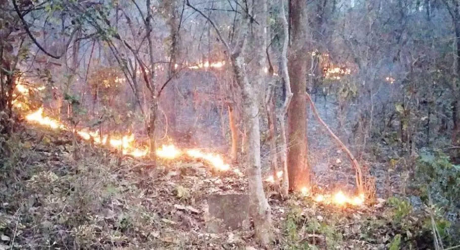 CG : जंगल में ग्रामीणों ने लगाई आग, वन्य प्राणी खतरे में