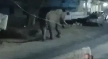 CG : नगर में नर हाथी की दस्तक, सूचना मिलते वन विभाग ने खदेड़ा