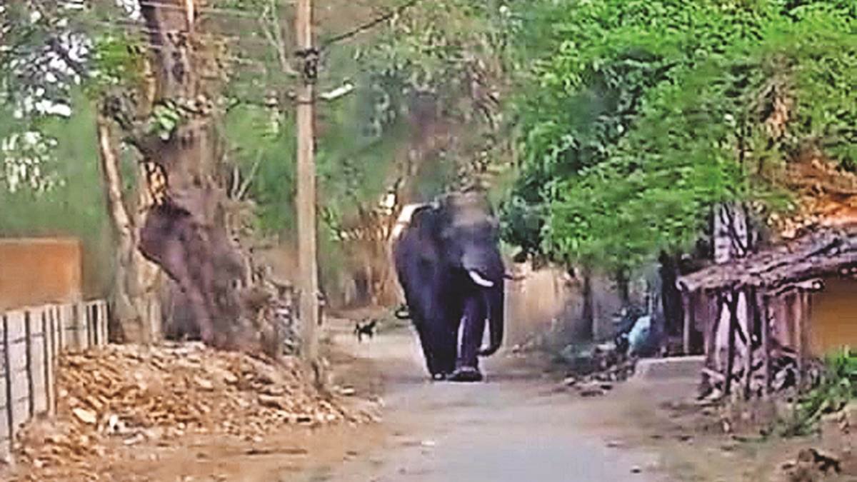 CG : तेंदूपत्ता तोड़ने जंगल गई महिला को हाथी ने पटक-पटक कर मार डाला