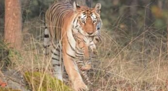 सिवनी जिले के पेंच टाइगर रिजर्व में मिला बाघिन का शव, कराई जा रही विस्तृत छानबीन