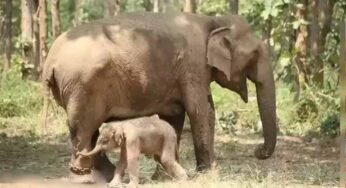 पन्ना टाइगर रिजर्व में हथिनी कृष्ण कली और मोहन कली ने जन्मे बच्चे, मां-बच्चा दोनों स्वस्थ