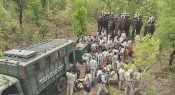 आदमखोर बाघ का 11 दिन बाद किया रेस्क्यू, 4 महीने से 36 गांवों में थी दहशत