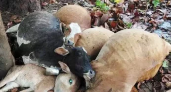 CG : Kondagaon में 9 मवेशियों की मौत, गाज की चपेट में आए