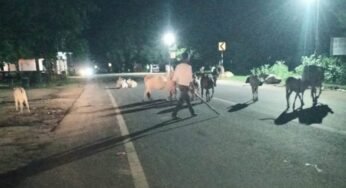 CG : मवेशियों को सड़क से हटाने अधिकारी कर रहे रतजगा