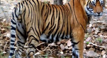 मध्य प्रदेश में अब और टूरिस्ट के साथ-साथ रोजगार भी बढ़ेगा, एमपी को मिलेगा नया टाइगर रिजर्व, जाने कहां होगा बाघों का नया घर