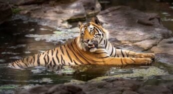 रातापानी अभयारण्य को केंद्र सरकार की हरी झंडी, मप्र में बढ़ेगा एक और राष्ट्रीय उद्यान