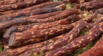 धार में जब्‍त लाल चंदन का अंतरराष्ट्रीय कनेक्शन, अब सीबीआई करेगी जांच