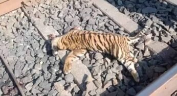 शावकों को कुचलने वाली ट्रेन को जब्त करने पर विचार कर रहा वन विभाग