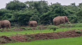 CG : झरझरा वाटर फॉल पर 3 दंतेल हाथियों के पहुंचने से मचा हड़कंप, 