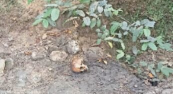 CG : युवक-युवती का कंकाल मिलने से सनसनी
