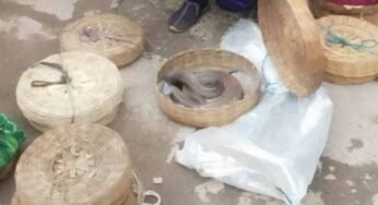 कटनी में नागपंचमी पर लोगों को दर्शन कराने के नाम पर नागों के साथ क्रूरता, धागे से सिल दिया था मुंह