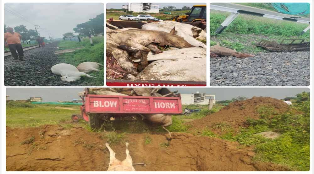 बैकुंठपुर खरबत रेलवे फाटक के पास ट्रेन से काटकर 13 गौ वंशो की मौत