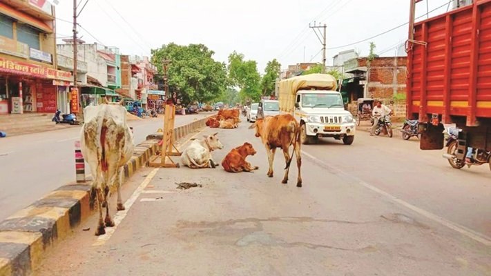 छत्‍तीसगढ़ में सड़क पर बैठे आवारा पशु बने जानलेवा