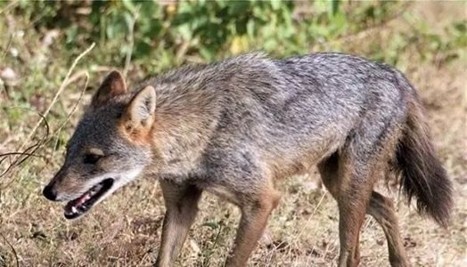 CG : लोमड़ी के हमले से 18 लोग घायल, इलाके में दहशत