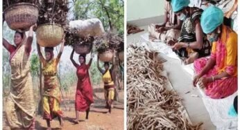 प्रधानमंत्री वन-धन विकास योजना के तहत प्रदेश में लघु वनोपज संग्रहण के 126 वन-धन विकास केन्द्र बने