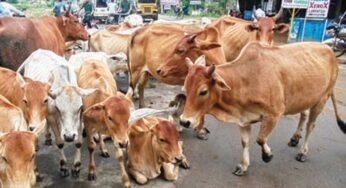 हर चार घंटे में मध्य प्रदेश में गिरफ्तार हो रहा एक गो-तस्कर, हर घंटे बचाई जा रहीं 2 गाय, जानें आंकड़े