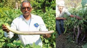 छत्तीसगढ़ के किसान का कमाल, ये 2.5 फीट लंबा है बैंगन है…