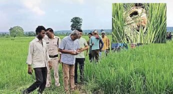 तेंदूखेड़ा में किसानों ने जब विशालकाय अजगर को एक सियार को निगलते देखा तो जान बचाकर भागे किसान