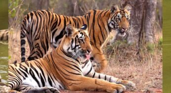 रानी दुर्गावती टाइगर रिजर्व को आज एक साल हुआ पूरा, पहले मेहमान बने थे शंभू और कजरी