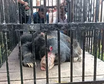 CG : भालू की मौत, कल ही वन विभाग ने किया था रेस्क्यू