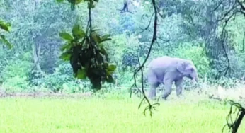 CG : 6 टीचर घायल, पखांजूर-कांकेर रोड में बड़ा हादसा
