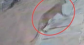 CG : शहर में नजर आया तेंदुआ, इलाके में दहशत के बीच वन विभाग ने जारी किया अलर्ट