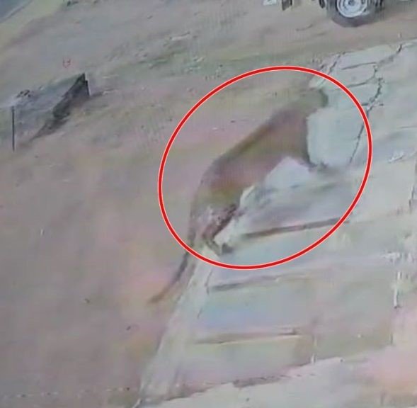 CG : शहर में नजर आया तेंदुआ, इलाके में दहशत के बीच वन विभाग ने जारी किया अलर्ट