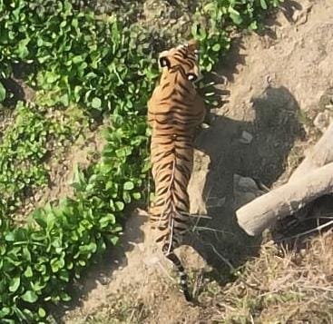 CG : कसडोल शहर के एक किमी के दायरे में आ गया था बाघ, वन विभाग का अमला था सतर्क, ट्रैक्यूलाइज कर किया गया काबू…