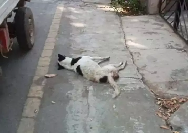CG : दो स्ट्रीट डॉग की संदिग्ध मौत ने मचाया बवाल
