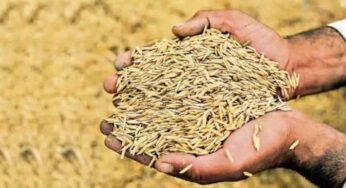 जबलपुर में धान खरीदी के लिए जिला प्रशासन की तैयारी जोरों पर