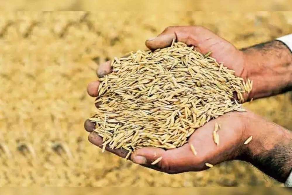 जबलपुर में धान खरीदी के लिए जिला प्रशासन की तैयारी जोरों पर