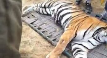 CG : दहाड़ सुनकर दहशत में थे ग्रामीण, रिहायशी इलाके से बाघ को पकड़ा गया