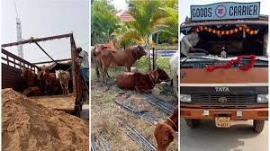 CG : बालोद में वाहन से 27 मवेशियों का रेस्क्यू