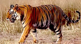 वैश्विक धरोहर है बाँधवगढ़ टाइगर रिजर्व