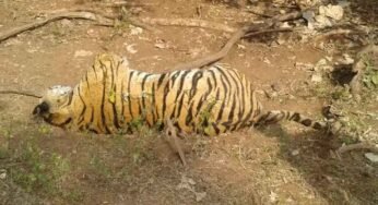 रातापानी टाइगर रिजर्व के बफर जोन में बाघिन की मौत, जांच जारी